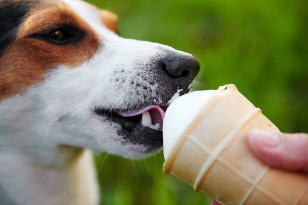istock small dog breeds Jack Russell Terrier eats ice cream 1044100356