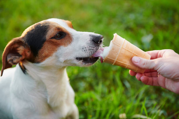 istock small dog breeds Jack Russell Terrier eats ice cream 1044100918