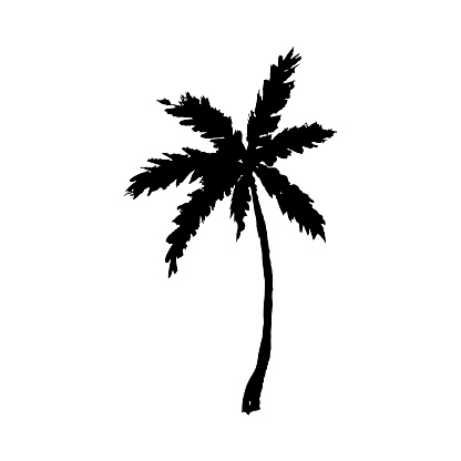 Vector illustration of a hand drawn palm tree isolated on white.