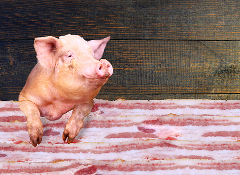 Pig looking out over layers of lards on dark wooden background. Sign-board for butcher's shop. Meat sale. Raw pork meat. Pieces of fresh pork in shop