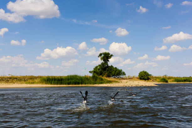 Wild landscape on the Elbe River, view from water side, flying gooses, Anser anser, in foreground, Saxony-Anhalt, Germany