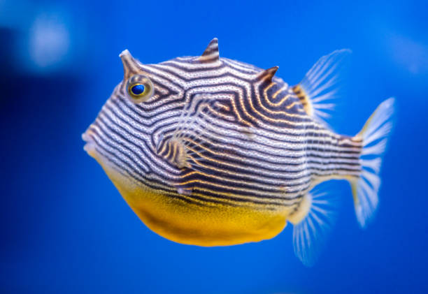 istock Unusual Striped Fish in Aquarium, Side View 1044113782