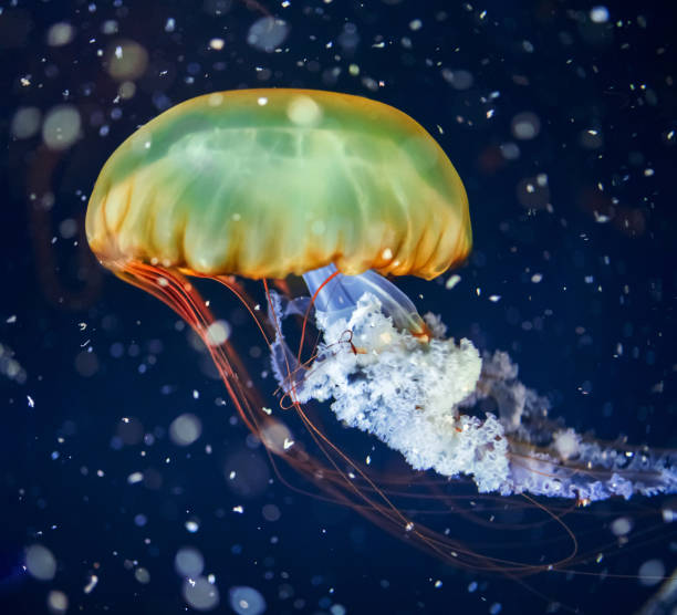 istock Jellyfish Floating In Aquarium 1044113830