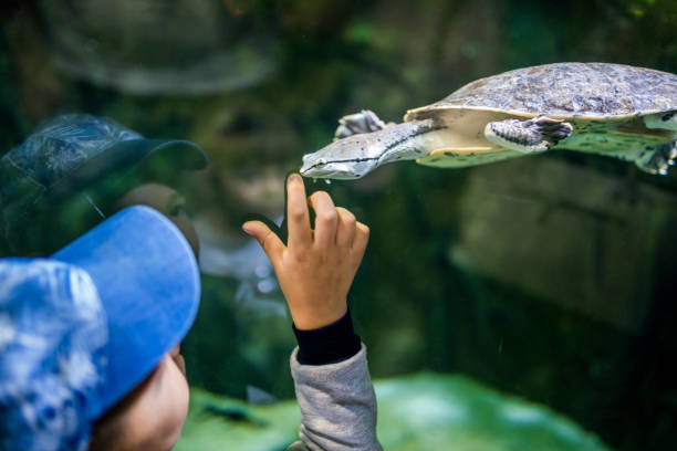 istock Elementary Age Boy Is Watching and Studying the Sea Turtle floating in Aquarium 1044113890