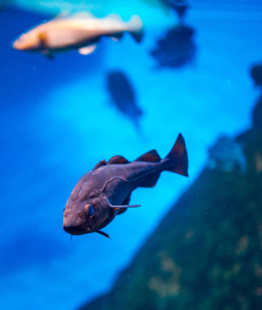 istock Red Trout in Fish Tank 1044114122