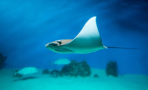 Cramp-fish (Stingray) in Blue Sea Water, Aquarium, Side View