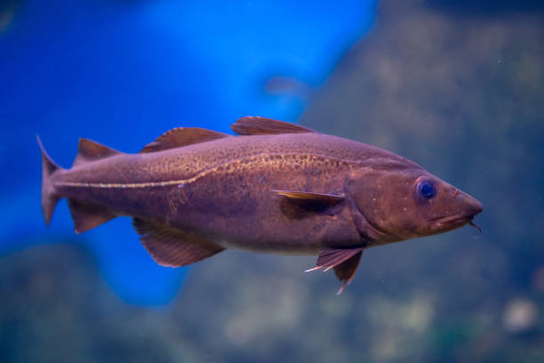 istock Red Trout in Fish Tank, Side View 1044114184