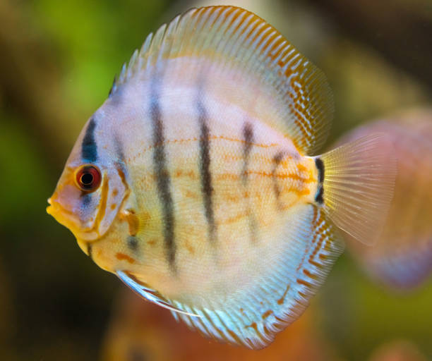 istock Tropical Symphysodon Discus Fish in Aquarium, Side View 1044114230