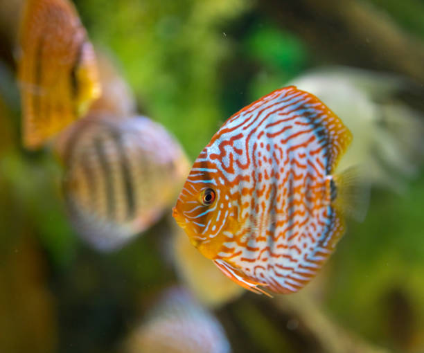 istock Bright Tropical Symphysodon Discus Fish in Aquarium, Side View 1044114240