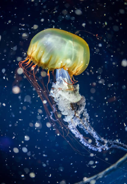 istock Semi Transparent Jellyfish in Aquarium 1044114344