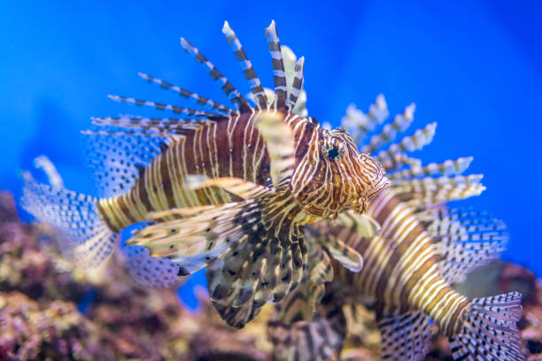 istock Two Red Lionfish (Pterois volitans) in Aquarium 1044114382