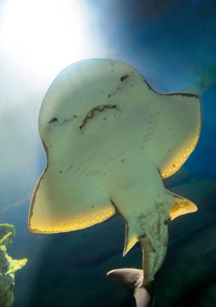 istock Guitarfish in Aquarium, View from Below 1044115318