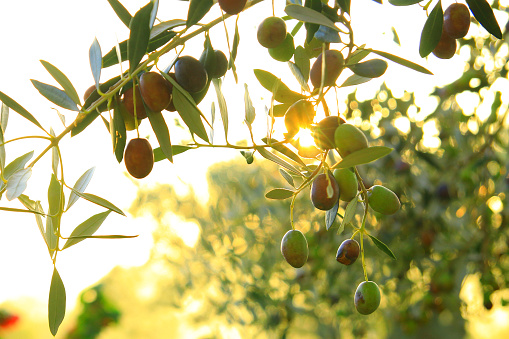 Olives on tree, bright sky at sunset in background