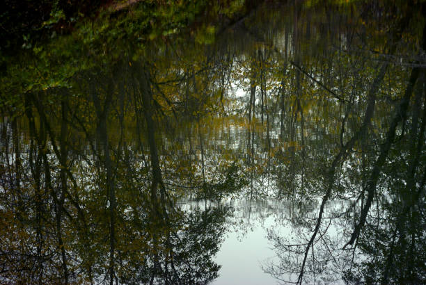 istock autumn forest reflected in the lake 1044124142