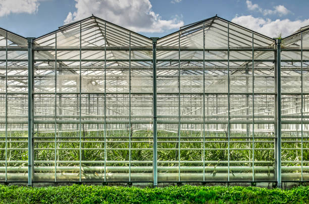 The glass facade of two sections of a large greenhouse complex in Lansingerland, The Netherlands