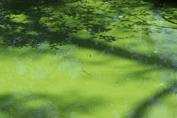 Bloom of the bluegreen alga Microcystis due to over fertilization