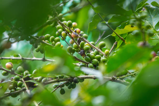 istock The ripe red coffee on the tree 1044127658
