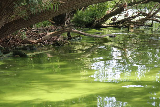 Heavy algeae bloom in lake stock photo