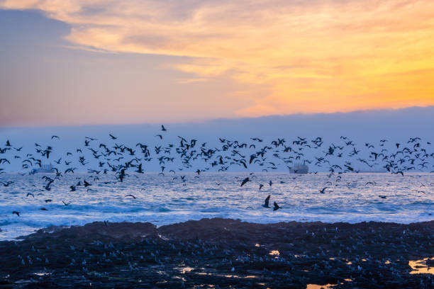 istock Black seagulls flying over Pacific ocean at sunset in Arica, Chile 1044128910