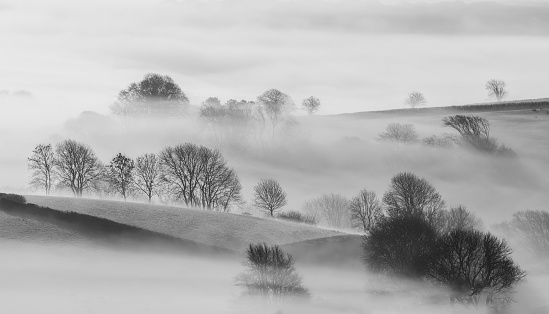 Trees in Mist in the beautiful cornish countryside