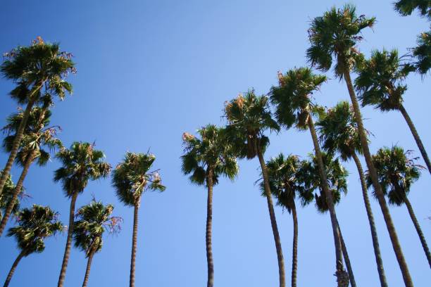 istock Palm trees against the sky 1044136578