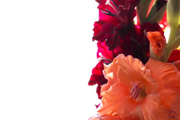 Gladiolus is summertime flower with a wide range of colors, ranging from orange and red to pastel blue, pink, yellow and white. Tall, tightly packed spikes of 6 to 8 blossoms open in sequence from the bottom with sword shaped foliage on stems, hence also the name of sword lily.