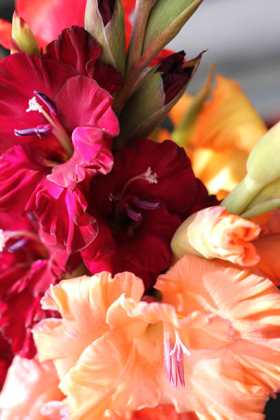 istock bouquet of gladioluses red and peach delicate background 1044137054