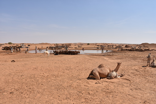 Bayuda, Sudan - November, 19, 2017: Nomads with herd of camel, sheep and goats pulling out water of a deep fountain in the desert