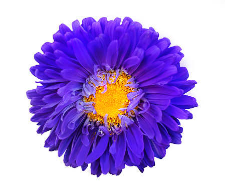 Bright violet yellow decorative flower isolated on white background. Autumn floral pattern. Macro. Top view