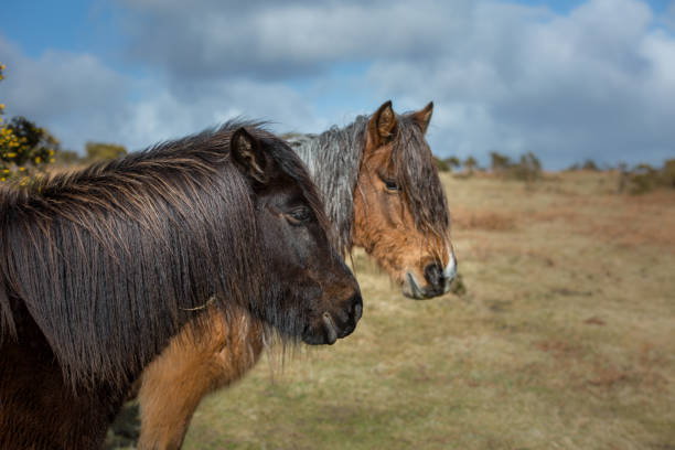 dwa dzikie wrzosowiska kucyki - bodmin moor zdjęcia i obrazy z banku zdjęć