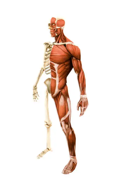 Photo of anatomy male model