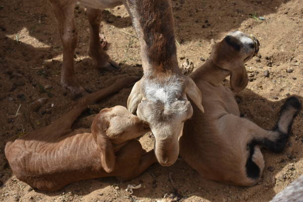 istock Sheep at Karima market 1044145348