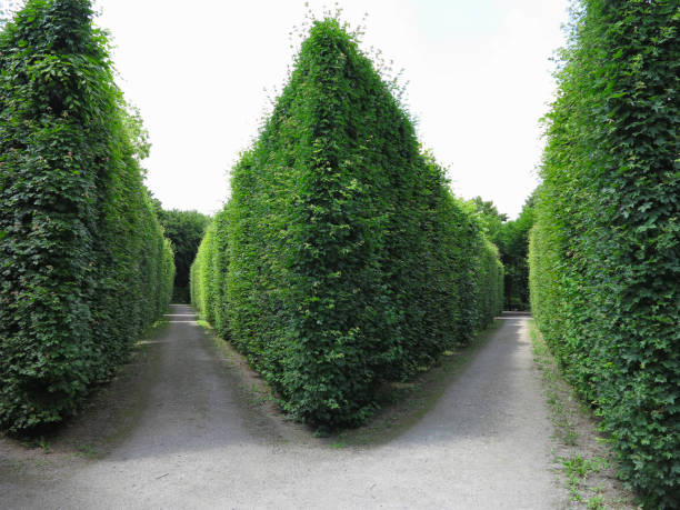 istock Ideally geometrically cropped shorn trees in abstract well-kept park 1044146818