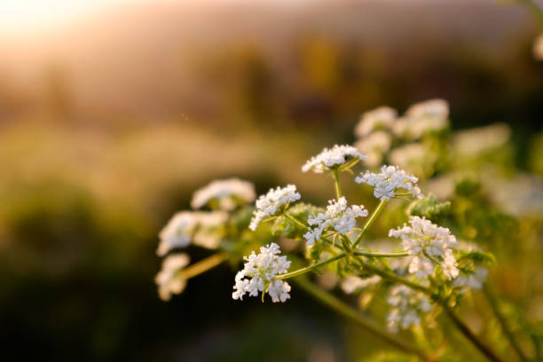 istock Soft background of flowers under sunshine 1044149408