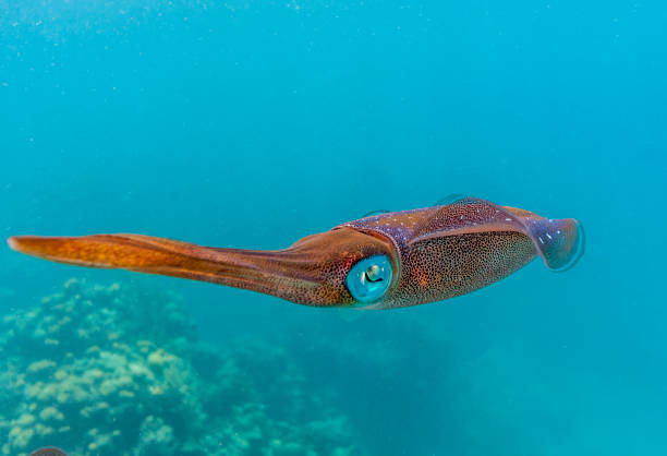 istock Caribbean coral reef swimming squid 1044149746