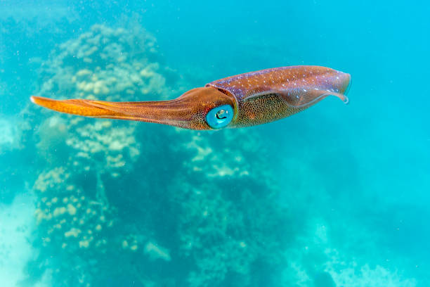 istock Caribbean coral reef swimming squid 1044149768