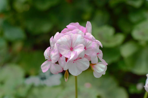 istock Bunch of flowers 1044153812