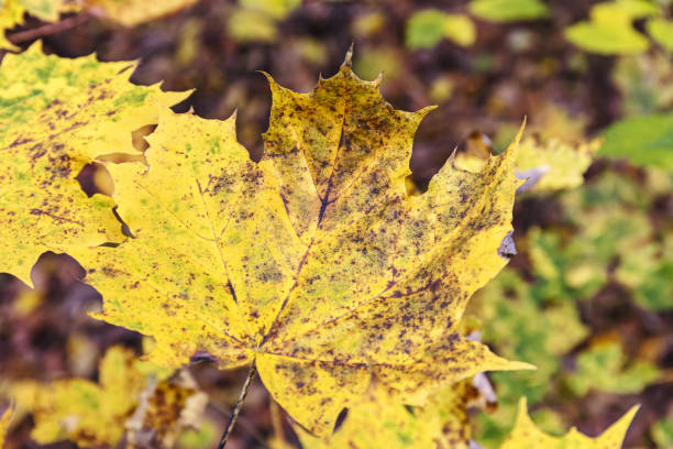 istock yellow weathered leaf of maple tree closeup view 1044153856