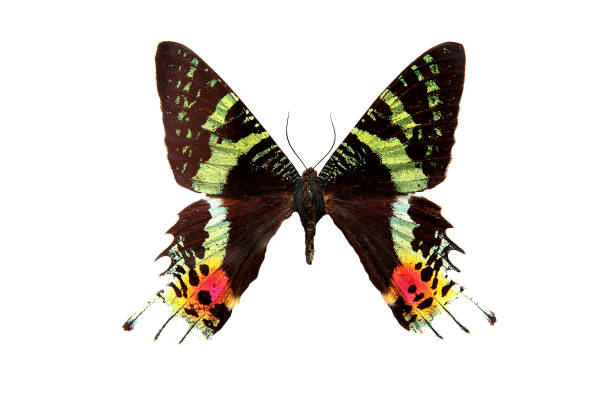 istock beautiful multi-colored butterfly in a frame isolated on a white background 1044154680
