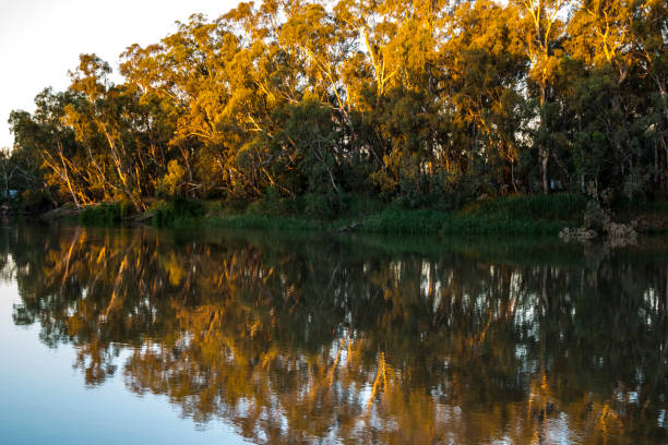 istock Afternoon Reflection on the Murray River at Koondrook Vic 1044166014