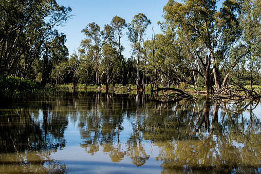 image taken in the Gunbower Creek region of Victoria near the border with NSW