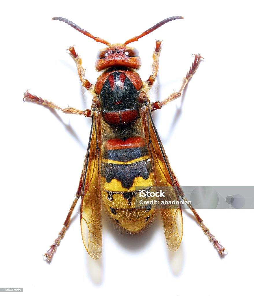 European Hornet (Vespa crabro) Live European Hornet (Vespa crabro) on white background. Animal Stock Photo