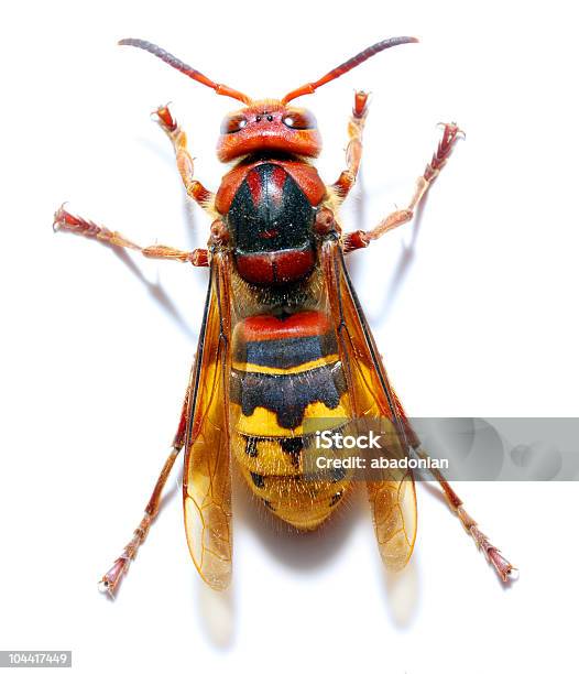 European Hornet Stock Photo - Download Image Now - Animal, Color Image, Cut Out