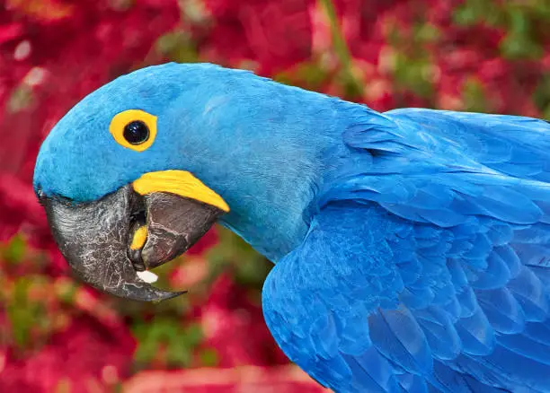 Photo of Parrot blue Spix's macaw close up sitting on the land