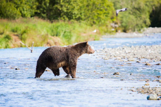istock Bear Crossing River in Alaska 1044184516