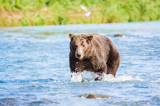 Bear in Katmai, Alaska