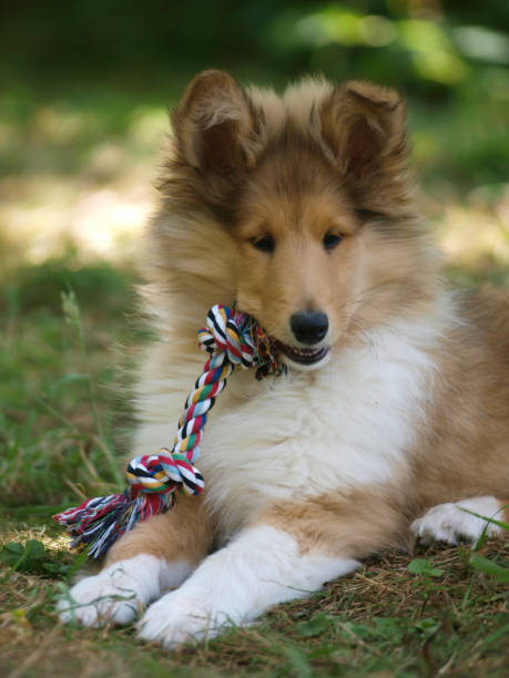 Cute Puppy A cute Rough Collie puppy in a garden dog bone photos stock pictures, royalty-free photos & images