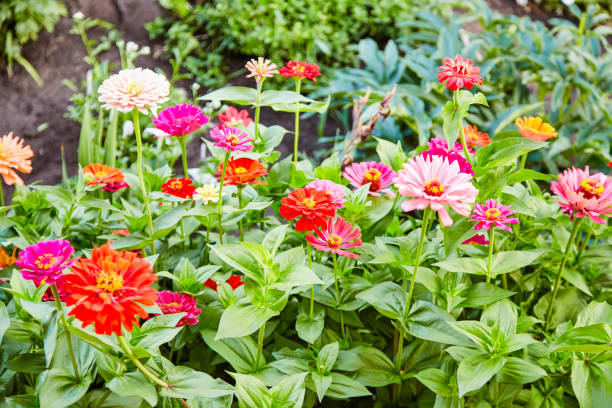 istock Multicolored flowers of Zinnia elegans 1044189322