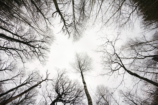 Looking up in the forest in fall. Grey day autumn landscape in woodland