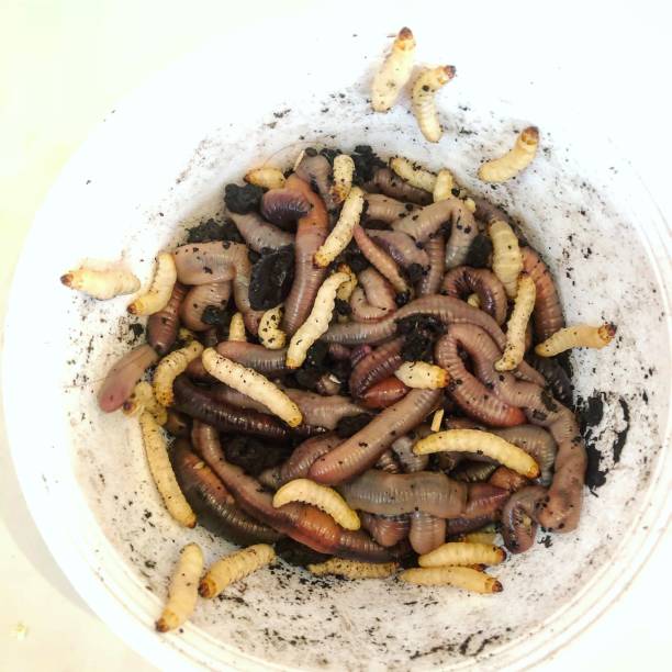 istock Night Crawlers and Wax Worms 1044193216